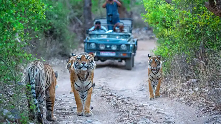 Gurgaon to Jim-Corbett Tempo Traveller